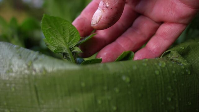 Gardener inspecting young potato seed plant growing in soil bag