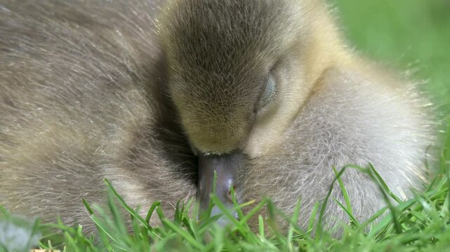 Greylag Goose (Anser anser) young gosling in closeup, dozing on a lawn. June, Kent, UK [Half speed]