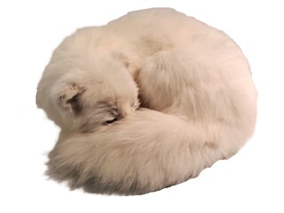 Obraz premium White long-haired arctic fox curled tightly into a round shape, forming a soft circular bundle of fur on a white isolated background