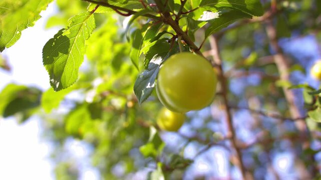 Yellow damson plum fruit on tree