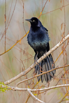 Male great-tailed grackle (Quiscalus mexicanus) peched in a tree.