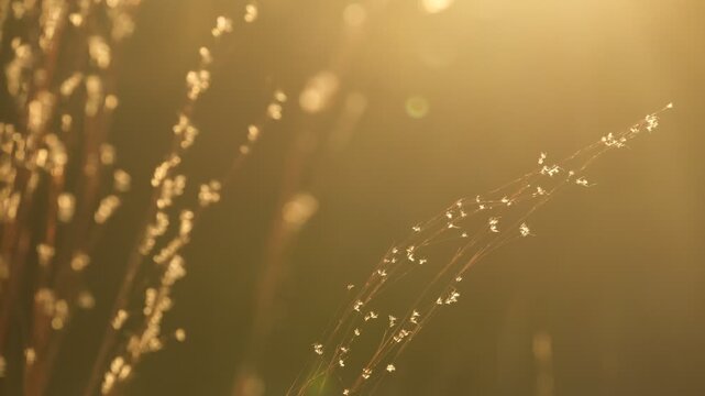 Golden hour over fall grasses during autumn season in Texas landscape, calm and peaceful.