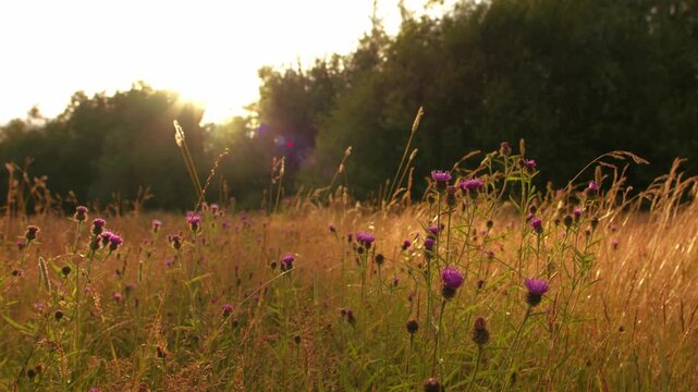 Purple thistles in golden meadow of long grass with sunlight background