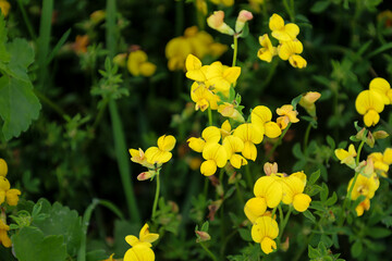 Obraz premium Vibrant yellow bird's-foot trefoil flowers bloom massively among dense green grass on a summer meadow. Detailed close-up highlights the petal texture and natural beauty of wildflowers under sunlight.