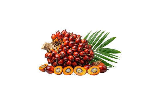 Fresh red oil palm fruit bunch with green palm leaf isolated on a transparent background for agriculture industry