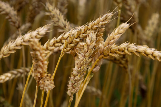 Ripe golden wheat ears close up maturing in the field before the harvest begins. Agricultural landscape highlights rich harvest, soil fertility, and summer warmth in the countryside.