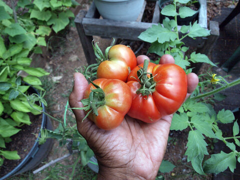 home garden - tomatoes in hand