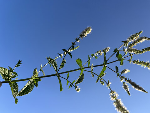 Horizontal backlit shot of blooming mint branches with white flowers against clear blue sky.