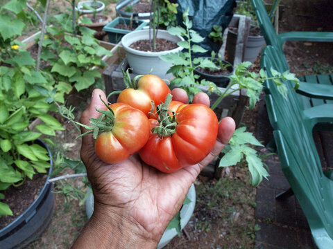 home garden - tomatoes in hand