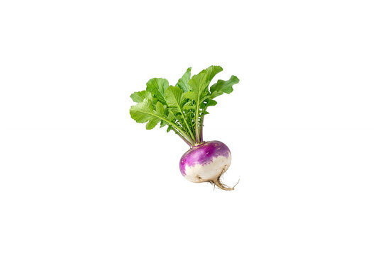 Fresh purple top turnip with green leafy stems isolated on a clean white background