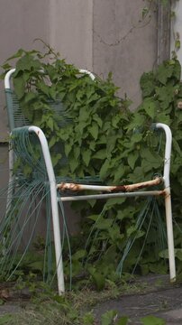 Ivy climbing plant vine roots strangle wrap around old garden chair