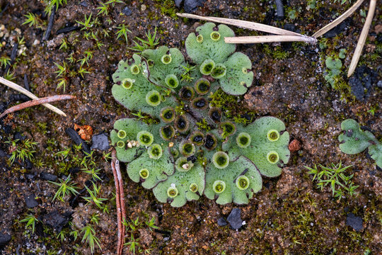 Liverwort (Marchantia polymorpha) thallus with gemma cups on damp soil. Macro of primitive bryophyte plant texture background, clonal plantlets, Lake Kolvitsa, Kola Peninsula, Russia