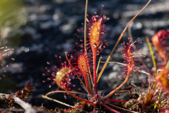 English sundew (Drosera anglica) carnivorous plant close-up with elongated erect leaves. Macro of red glandular tentacles with mucilage drops, peat bog, Lake Kolvitsa, Kola, Russia