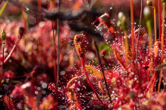 English sundew (Drosera anglica) great sundew carnivorous plant in warm backlighting. Macro of narrow erect leaves with glistening mucilage droplets, Lake Kolvitsa, Kola Peninsula, Russia