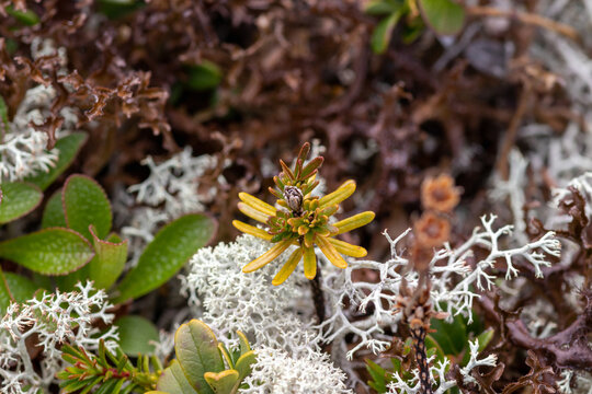 Black crowberry (Empetrum nigrum) yellow-green chlorosis sprout with dried flower. Macro of unique tundra plant in white reindeer lichen (Cladonia), Lake Kolvitsa, Kola Peninsula, Russia