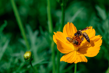 Two honeybees gathering nectar together on a yellow cosmos flower in sunlight © keerati