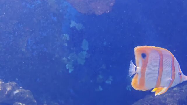 Swimming Copperband butterfly fishes swimming in saltwater aquarium fish tank, Tropical Exotic Marine Wildlife, Coral Reef Aquatic Animal, Underwater Dive