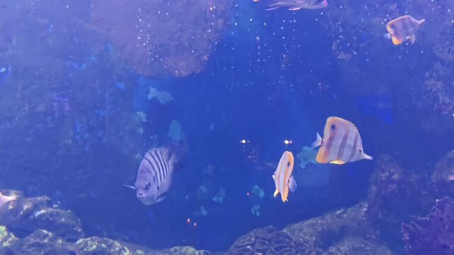 Copperband butterfly fishes swimming inside saltwater aquarium fish tank, Tropical Exotic Marine Wildlife, Coral Reef Aquatic Animal, Underwater Dive
