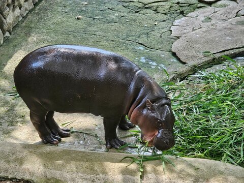 Pygmy Hippopotamus Feeding on Fresh Grass in Zoo Enclosure