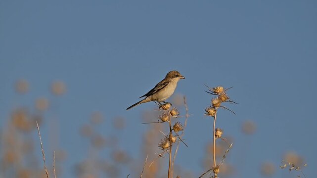 A beautiful close-up shot of a young Woodchat Shrike (Lanius senator) perched calmly on dry thorns beneath a clear blue sky in the Tigris Valley. A high-quality wildlife video capturing small predator