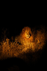 Lion in African Bush - Night © Yvie