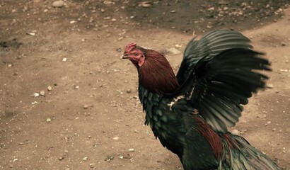 An Analog-style photo of a proud rooster spreading wings on dirt ground. Majestic rooster with red-brown hackle and glossy dark feathers in rural farm setting © muhtadi