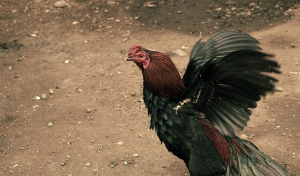 An Analog-style photo of a proud rooster spreading wings on dirt ground. Majestic rooster with red-brown hackle and glossy dark feathers in rural farm setting