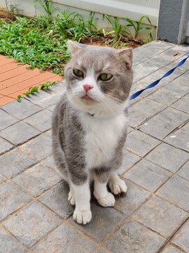 A charming Scottish fold cat enjoying fresh air outdoors while secured on a leash. Perfect for pet care, feline wellness, and domestic animal themes.