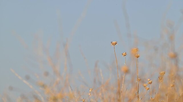 A beautiful close-up shot of a young Woodchat Shrike (Lanius senator) perched calmly on dry thorns beneath a clear blue sky in the Tigris Valley. A high-quality wildlife video capturing small predator
