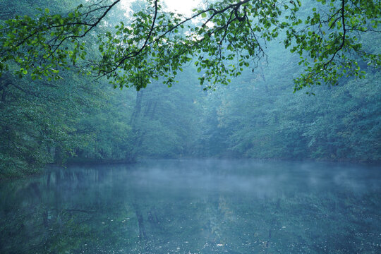 Misty alder forest lake framed by overhanging branches on an autumn morning