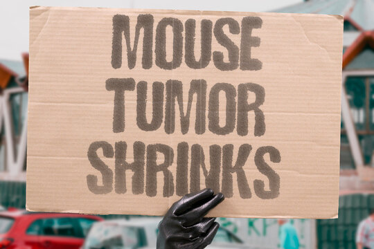 "Mouse Tumor Shrinks" Observe therapeutic effect in an animal model. XENOGRAFT. EFFICACY. IN_VIVO. REGRESSION. MODEL.