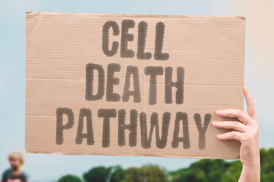 "Cell Death Pathway" Activate the molecular route to eliminate cancer cells. ACTIVATION. APOPTOSIS. CASPASE. MITOCHONDRIA. EXTRINSIC.