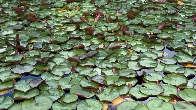 Green water lily leaves and pink buds covering a calm pond surface. Aquatic plants, natural water garden, summer nature background
