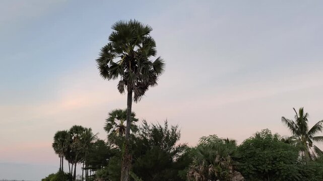 Tall sugar palm trees silhouette against tropical dusk sky with soft pastel evening light