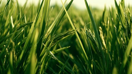 Naklejka premium Lush Green Grass Close-Up Capturing the Natural Beauty of Fresh Vegetation Under Soft Morning Light in a Tranquil Outdoor Environment