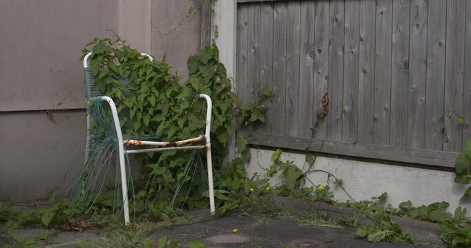 Ivy climbing plant roots strangle wrap around old garden chair