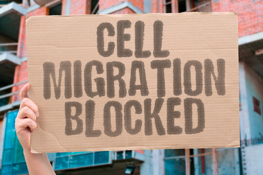 "Cell Migration Blocked" Stop tumor cells from moving and spreading. MOTILITY. INVASION. METASTASIS. INHIBITION. CHEMOTAXIS.
