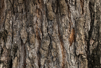 Naklejka premium Detailed Close-up of Rough Tree Bark Texture,Macro,Natural and detailed close-up background texture of rough brown tree bark, showing intricate patterns, cracks, and organic wood surfaces suitable.