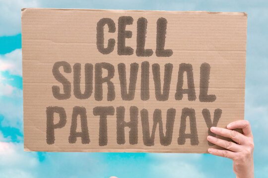 "Cell Survival Pathway" Chart the routes a cancer uses to stay alive. SIGNALING. PROSURVIVAL. EVASION. MAINTENANCE. RESPONSE.
