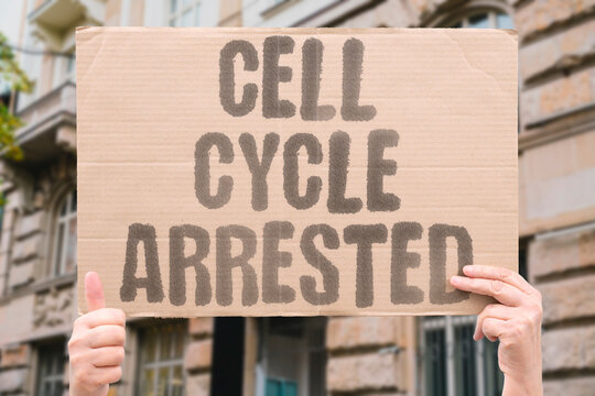 "Cell Cycle Arrested" Stop tumor cells from completing division. ARREST. QUESCENCE. SENESCENCE. CDK. CHECKPOINT.