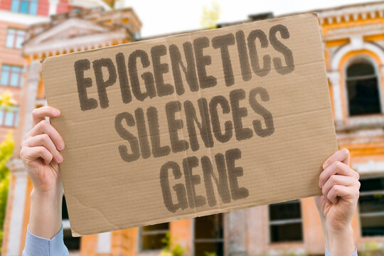 "Epigenetics Silences Gene" Modify gene activity without changing DNA sequence. METHYLATION. ACETYLATION. CHROMATIN. REPRESSION. MODIFICATION.