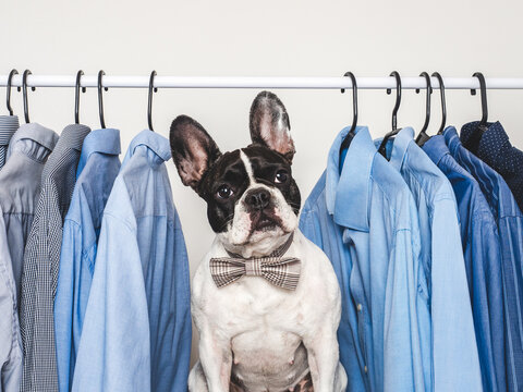 Cute dog wearing a gray bow tie stands in front of a rack of blue shirts. Symbolizes pet fashion, formal style, and elegance. Ideal for content related to pet apparel, humor, and lifestyle