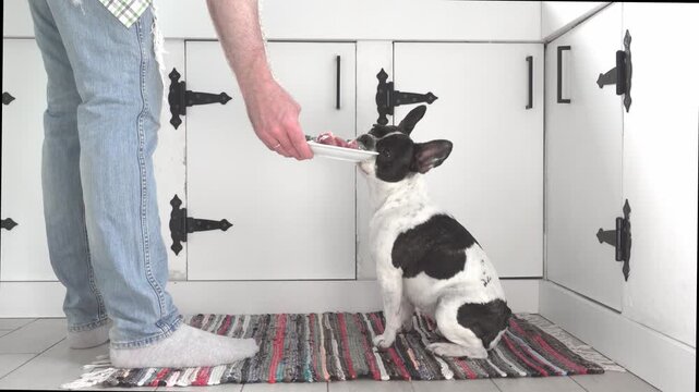 Cute pied dog patiently waiting for healthy meal with raw meat and fresh vegetables. Symbolizes proper pet nutrition, caring ownership, and responsible feeding. Perfect for animal care content