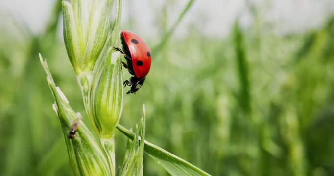 Slow motion ladybug climbing green wheat stalk in grassy field during spring close up tracking shot with subtle lateral movement.