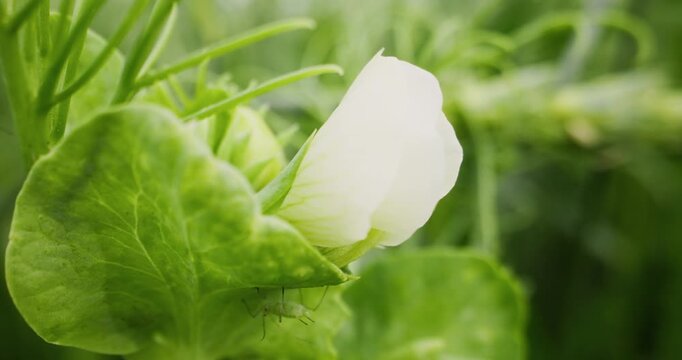 Slow motion macro of white pea flower bud gently swaying and unfolding among green leaves in garden greenhouse closeup.