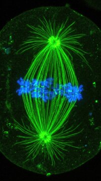 Cell division process demonstrating chromosome alignment, green fluorescent microtubule spindle fiber structure, genetic material moving toward opposite centrosome pole during active mitosis.
