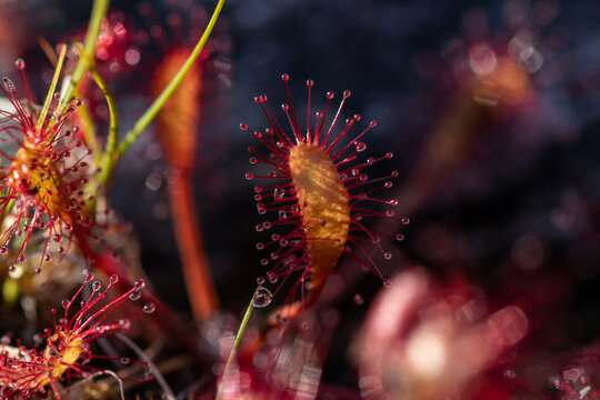 Carnivorous English sundew (Drosera anglica) in a bog near Lake Kolvitsa, Kola Peninsula