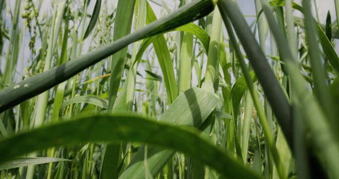 Tracking shot of green wheat stalks swaying in wind through dense farm field at low close angle.
