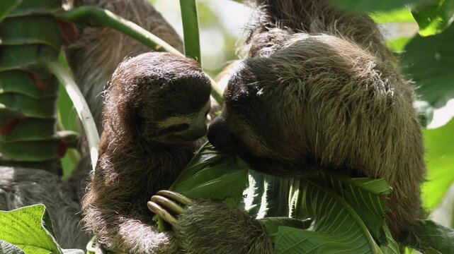 Mother three-toed sloth with baby eating leaves in Costa Rican rainforest