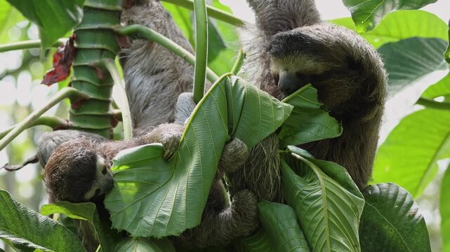Mother three-toed sloth with baby eating leaves in Costa Rican rainforest